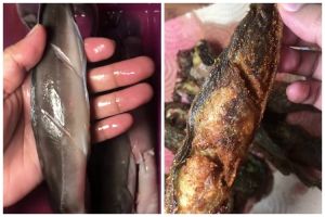 Lebih garing dari tepung, ini trik goreng ikan lele agar hasilnya renyah dan bumbu meresap sempurna