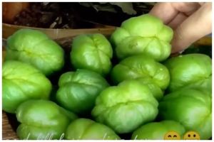 Trik mudah merebus labu siam utuh agar matang sempurna dan tetap hijau segar