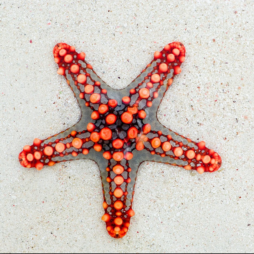 Macam-macam perkembangbiakan aseksual pada hewan yang menarik untuk diketahui