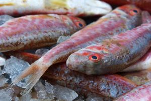 Mengenal dua jenis ikan air payau yang populer di Indonesia