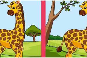 Tes ilusi optik, temukan 3 perbedaan antara gambar jerapah ini dalam 14 detik