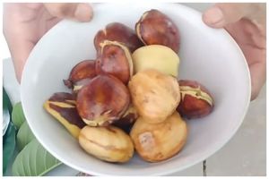 Trik merebus jengkol agar cepat empuk dan tidak bau dalam waktu 10 menit, lebih hemat gas