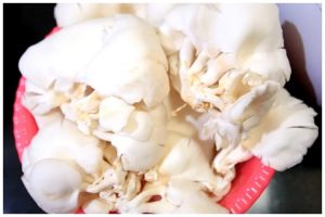 Jangan masukkan ke freezer, begini trik menyimpan jarum tiram supaya awet dan tak busuk berhari-hari