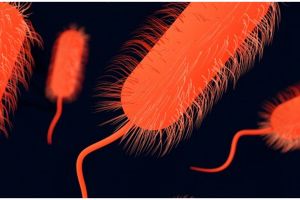 Kenali 11 gejala infeksi E. Coli, lengkap dengan cara mengobatinya