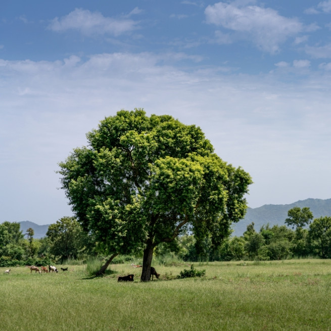 5 Tanaman keras yang cocok untuk investasi jangka panjang