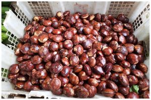 Cepat empuk dalam 5 menit, begini cara merebus jengkol meski tanpa panci presto