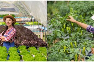 Anggaran pangan senilai Rp 139,4 T, kenali apa itu swasembada pangan dan manfaatnya bagi Indonesia