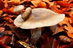 Macam-macam mutagen fisika yang dapat menyebabkan mutasi