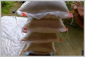 Trik menyimpan beras di karung agar bebas kutu dengan mengandalkan satu bahan dapur