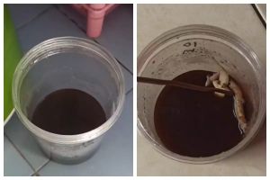 Cara mudah membuat perangkap cicak dengan 2 bahan dapur