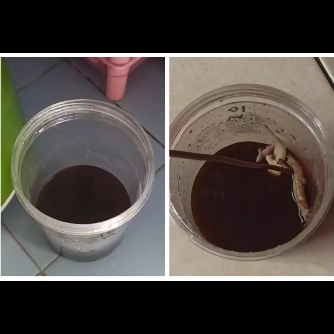 Cara mudah membuat perangkap cicak dengan 2 bahan dapur