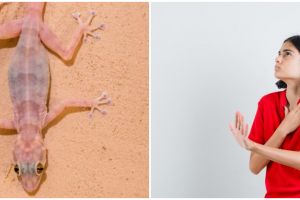 8 Mitos cicak jatuh, benarkah pertanda kesialan?