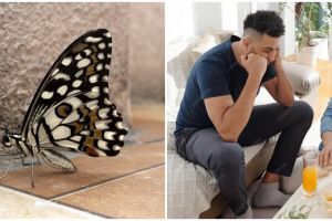 10 Mitos kupu-kupu masuk ke rumah, benarkah pertanda ada yang rindu sama kamu?