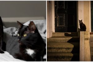 Nggak cuma jadi simbol mistis, 9 mitos kucing hitam yang banyak dipercaya