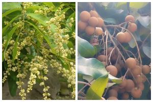 Tak cuma disiram garam, ini cara suburkan pohon kelengkeng agar buahnya banyak dan tak rontok