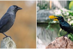 Nggak cuma jadi pertanda buruk, ini 8 makna burung gagak di atas rumah