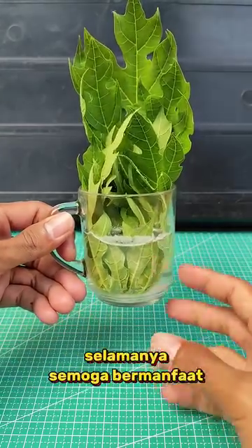 Tak perlu diberi lilin, ini trik ampuh mengusir lalat dari meja makan tanpa semprotan anti serangga