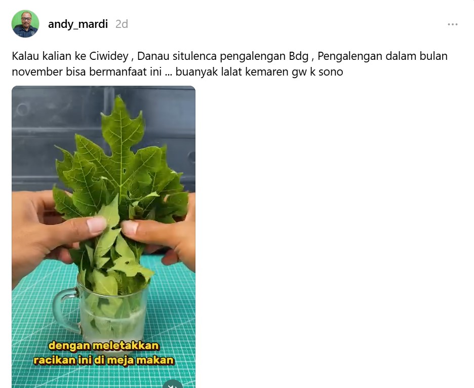 Tak perlu diberi lilin, ini trik ampuh mengusir lalat dari meja makan tanpa semprotan anti serangga