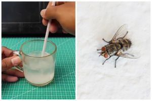 Tak perlu diberi lilin, ini trik ampuh mengusir lalat dari meja makan tanpa semprotan anti serangga