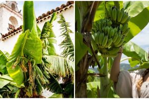 9 Makna mitos pohon pisang dekat rumah, katanya sarang makhluk halus?