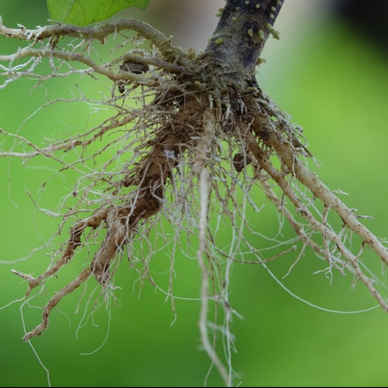 Sebut dan jelaskan macam mikoriza, pahami definisi, dampak, dan manfaatnya