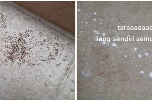 Tak banyak yang tahu, 1 tepung jenis ini ampuh mengusir semut dengan cara mudah