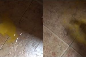 Trik bersihkan telur yang pecah di lantai agar bersih dan tak bau amis, cukup pakai 2 bahan dapur