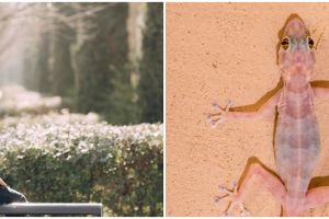 Nggak cuma bikin sial, ini 7 arti cicak jatuh di kepala