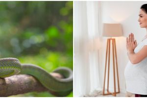 Kerap dianggap bawa sial bagi si bayi, 7 arti mitos melihat ular saat hamil yang banyak dipercaya