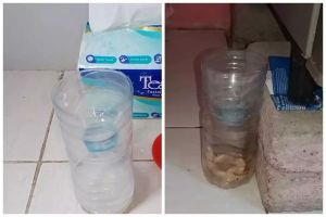 Trik praktis membuat perangkap cicak pakai 2 bahan dapur, tak perlu racun