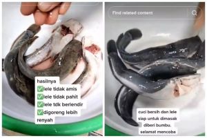 Trik membersihkan lendir lele agar tak pahit dan lebih renyah setelah digoreng