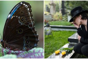 7 Arti kupu-kupu hitam masuk rumah, dipercaya membawa kabar duka