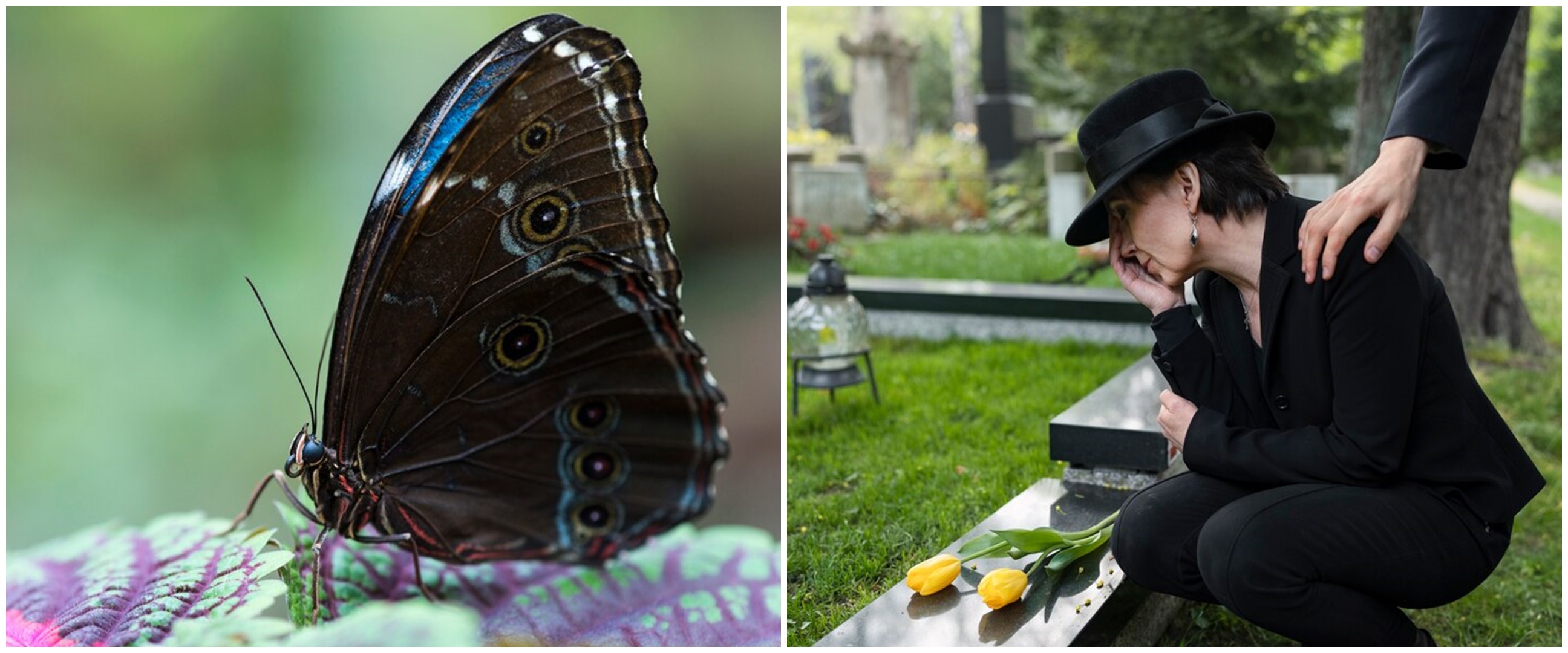 7 Arti kupu-kupu hitam masuk rumah, dipercaya membawa kabar duka