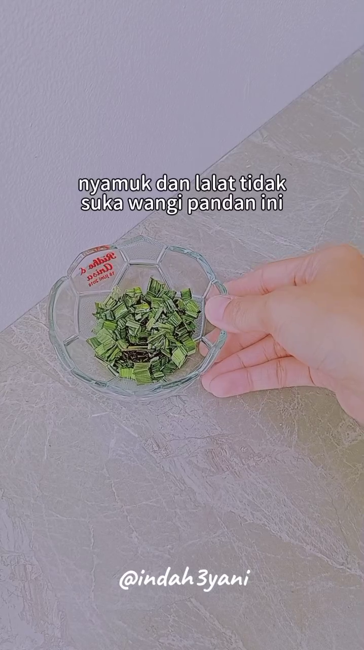 Trik bikin pengharum ruangan ini bantu usir nyamuk dan lalat di rumah, ampuh cuma pakai 2 bahan dapur