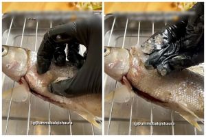 Tanpa bantuan alat apapun, begini trik mudah bersihkan sisik ikan agar luntur dalam sekali usap