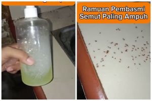Bukan pakai lada, ini cara bikin cairan pembasmi semut alami dan ampuh cuma dengan 3 bahan dapur