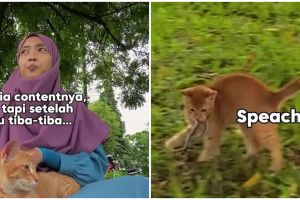 Momen aksi heroik kucing oren selamatkan wanita dari ular saat asik bikin konten ini bikin haru