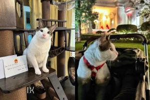 Dapat hadiah dari Dubes China, ini 7 potret rumah mewah Bobby Kertanegara kucing Presiden Prabowo