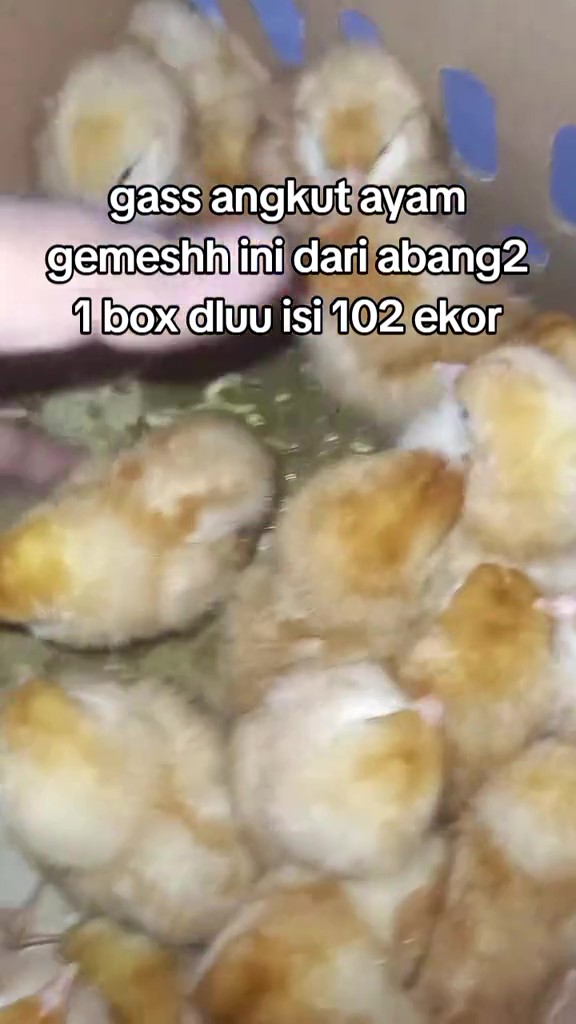 Berawal dari jenuh mengerjakan skripsi, momen cewek putuskan beli anak ayam ini endingnya bikin untung