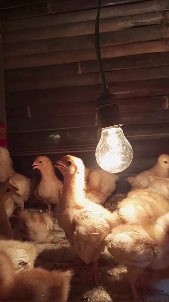 Berawal dari jenuh mengerjakan skripsi, momen cewek putuskan beli anak ayam ini endingnya bikin untung