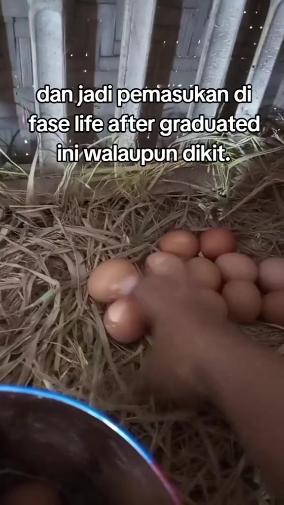 Berawal dari jenuh mengerjakan skripsi, momen cewek putuskan beli anak ayam ini endingnya bikin untung