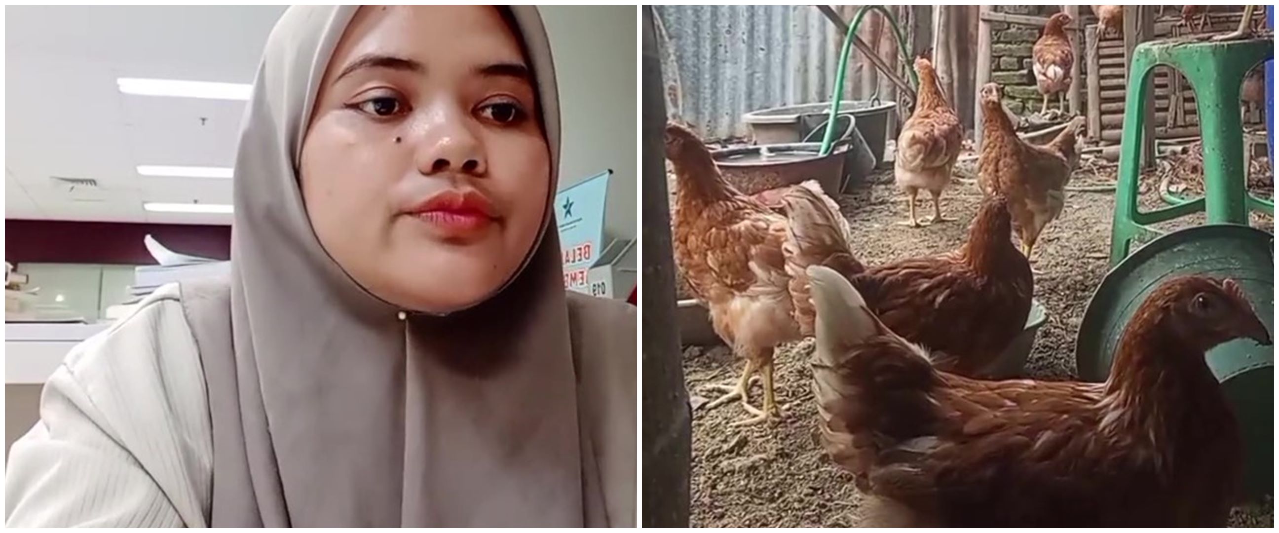 Berawal dari jenuh mengerjakan skripsi, momen cewek putuskan beli anak ayam ini endingnya bikin untung