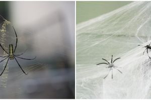 Jadi tanda datangnya rezeki tak terduga, begini 7 mitos seputar laba-laba di rumah