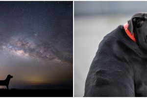 Pertanda adanya gangguan makhluk halus, begini 7 arti melihat anjing hitam di malam hari