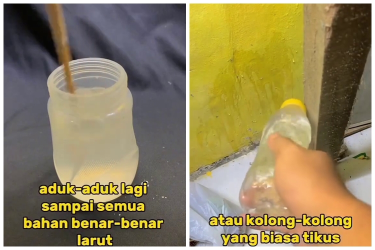 Tanpa racikan bahan khusus, begini cara usir tikus di rumah dengan alami cuma pakai 2 bahan dapur