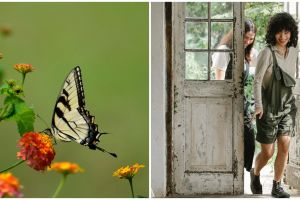 Kupu-kupu masuk kamar tidur tandanya ada tamu yang menginap? Ini penjelasan menurut primbon Jawa