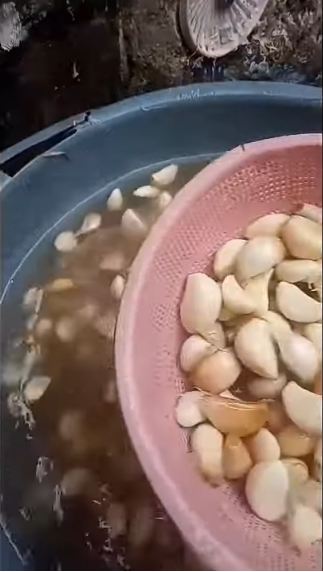 Tanpa bantuan alat, ini trik cepat kupas bawang putih dalam jumlah banyak agar hemat waktu dan tenaga