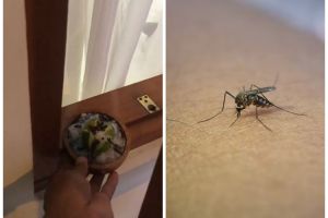 Cukup racik 3 bahan dapur, ini trik mengusir nyamuk dan kecoak secara alami tanpa semprotan khusus