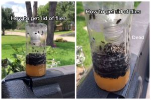 Cukup pakai 2 bahan dapur, ini cara bikin jebakan lalat yang ampuh dan praktis sendiri di rumah