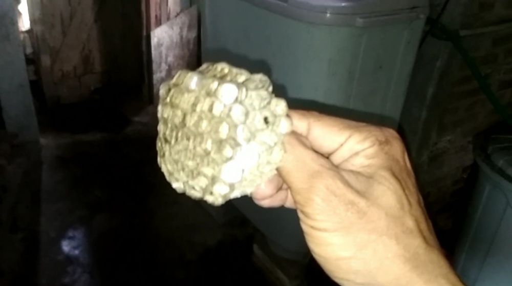 Trik cepat dan aman hilangkan sarang tawon tanpa tersengat, andalkan pakai 1 bahan dapur